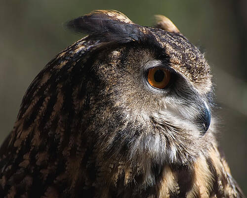 Wall Art featuring the photograph Eagle Owl 4 by Flees Photos
