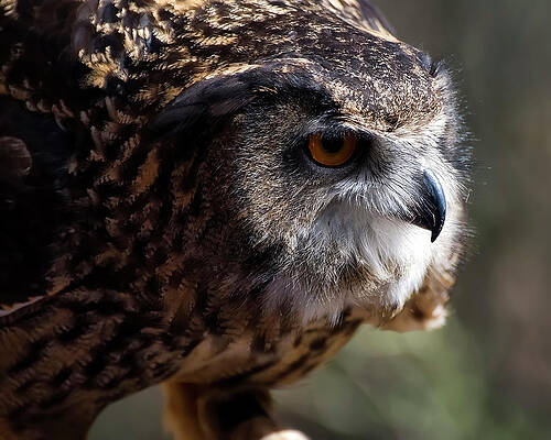 Wall Art featuring the photograph Eagle Owl 5 by Flees Photos