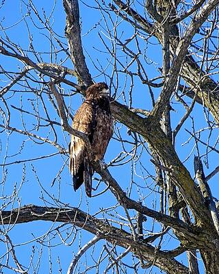 Eagle Perched on Bare Tree Branches Wall Art