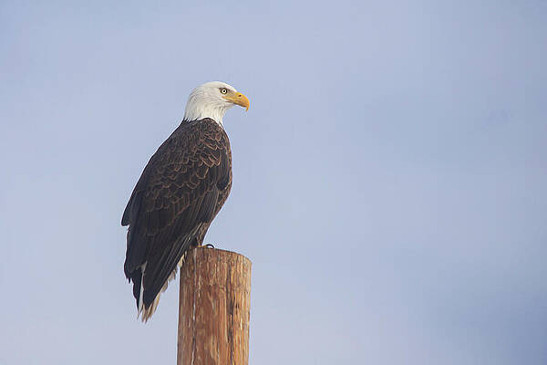 Wildlife Photograph - Eagle Posed Under Nature's Softbox by Mike Lee