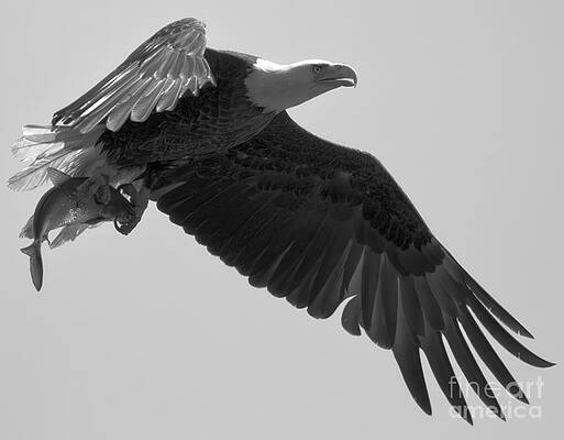 Wall Art featuring the photograph Eagle Showing Off A Fresh Catch Black And White by Adam Jewell