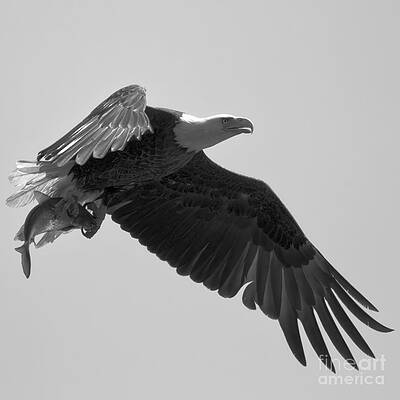 Wall Art featuring the photograph Eagle Showing Off A Fresh Catch Square Black And White by Adam Jewell