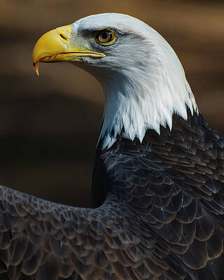 Wall Art featuring the photograph Eagle Side View by Flees Photos