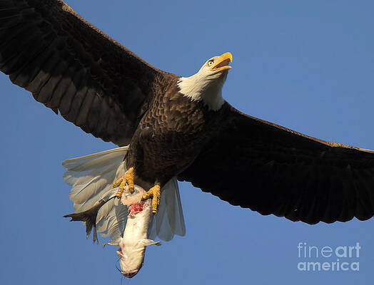 Wall Art featuring the photograph Eagle With An Eye-Popping Catch by Adam Jewell