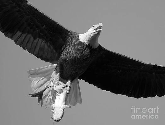 Wall Art featuring the photograph Eagle With An Eye-Popping Catch Black And White by Adam Jewell