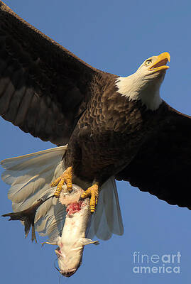 Wall Art featuring the photograph Eagle With An Eye-Popping Catch Closeup by Adam Jewell