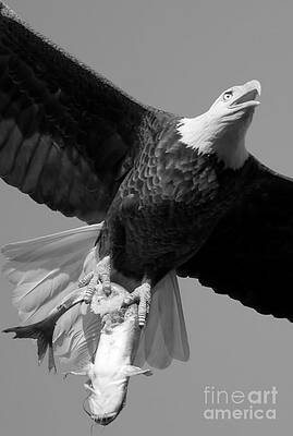 Wall Art featuring the photograph Eagle With An Eye-Popping Catch Closeup Black And White by Adam Jewell
