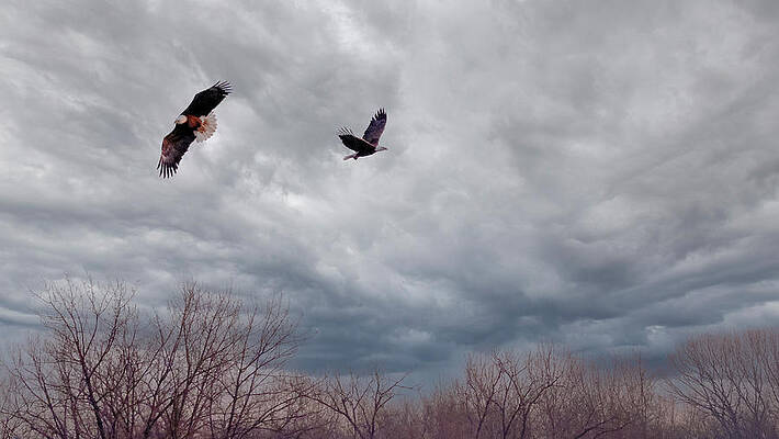 Photograph - Eagles Zin Zflight by Robert Allen Hill