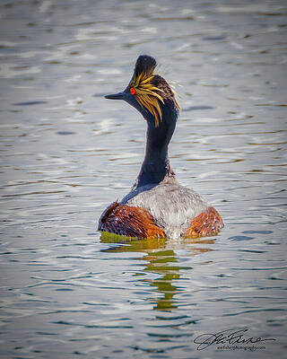 Wildlife Wall Art featuring the photograph Eared Grebe by Joe Fisher