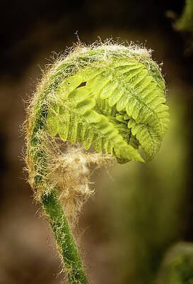 Spring Photograph - Early Life by Craig A Walker