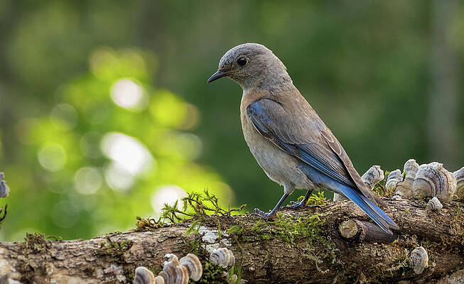 Wall Art featuring the photograph Early Morning Feeding by Jean Noren