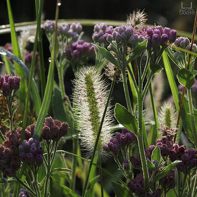 Natural Florida Photograph - Early Morning In Florida Field by Decoris Art