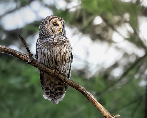 Large Photograph - Early Riser by James Overesch