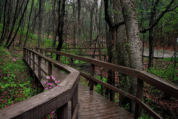 Flower Photograph - Early Spring At Happy Hollow Gardens by Deb Beausoleil