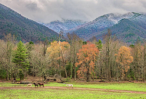 Wall Art featuring the photograph Early Spring In Cades Cove by Marcy Wielfaert