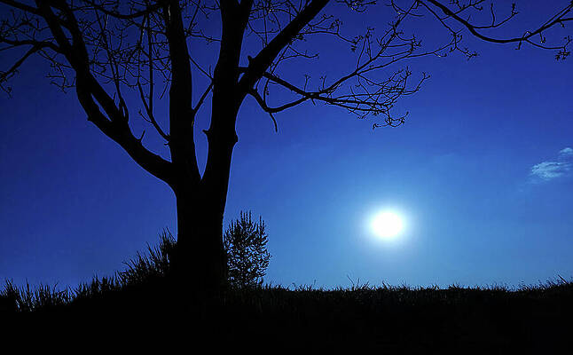 Photograph - Early Spring Tree Silhouette And Grass On A Blue Sky - Short-exposure Time Photo by Nicko Prints