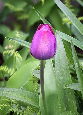 Wall Art featuring the photograph Early Tulip by Steven Nelson