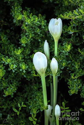 Natural Photograph - Early Woodland Crocus by D Lee