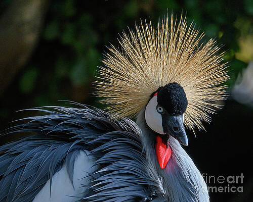 Wall Art featuring the photograph East African Crown Crane - Balearica Regulorum by Abigail Diane Photography