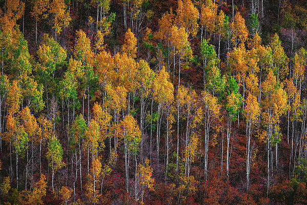 Color Photograph - East Canyon Aspen Colors Closeup, Utah by Abbie Warnock