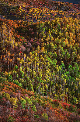 Color Photograph - East Canyon Aspen Colors Closeup, Utah - Vertical by Abbie Warnock