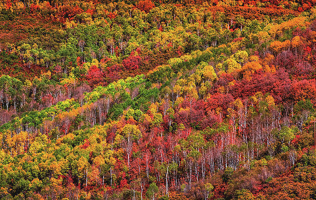 Color Photograph - East Canyon Aspen Colors, Utah by Abbie Warnock