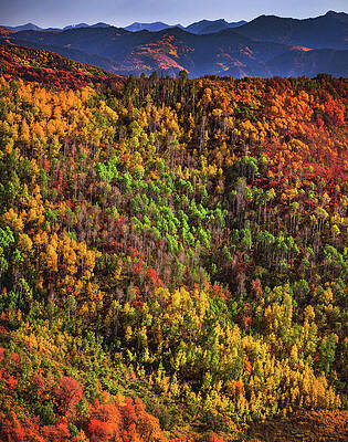 Color Photograph - East Canyon Colors, Utah - Vertical by Abbie Warnock