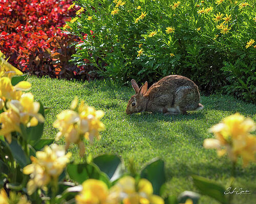 Nature Wall Art featuring the photograph Easter Bunny by Steven Sparks