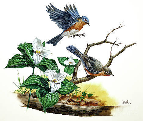 Eastern Bluebird And Trillium Print