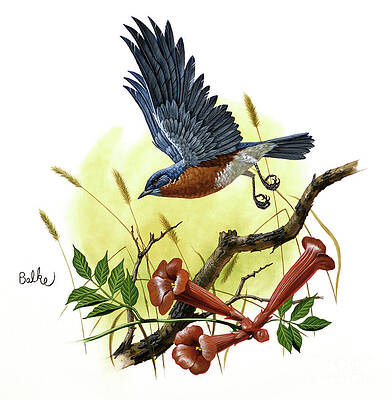 Eastern Bluebird Print