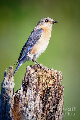 Bluebird Perched on Tree Stump Photograph