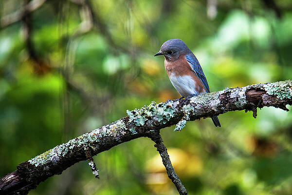 Bird Wall Art featuring the photograph Eastern Bluebird Looking Intently by Charles Floyd