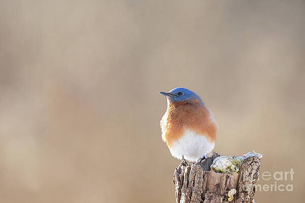Bird Wall Art featuring the photograph Eastern Bluebird - Morning Light by Rehna George