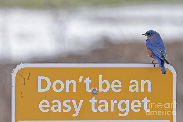 Minneapolis Photograph - Eastern Bluebirds In Minneapolis Suburban Park by Natural Focal Point Photography