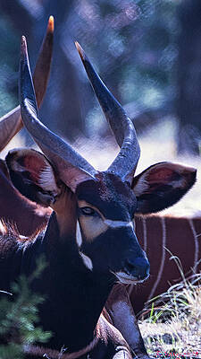Animal Photograph - Eastern Bongo Boerne, Texas by Rene Vasquez