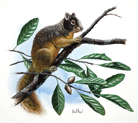 Tree Painting - Eastern Fox Squirrel And Southern Live Oak by Don Balke