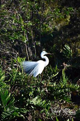 Nature Photograph - Eastern Great Egret by David McKinney