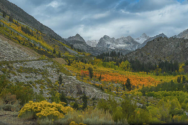 Eastern Sierra Carpets of Fall Color by Bonnie Colgan