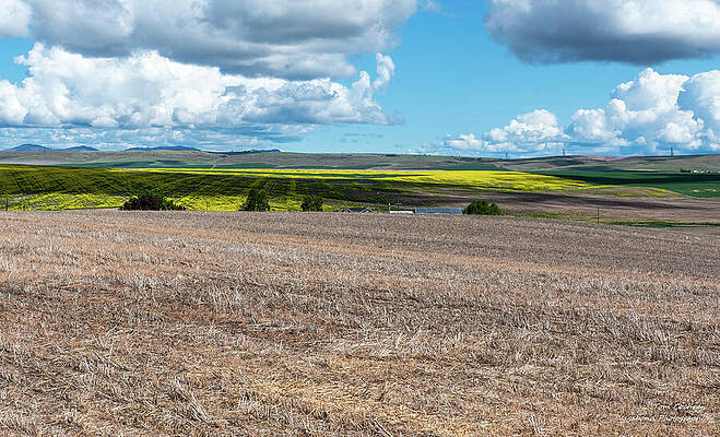 Washington Photograph - Eastern Washington Wheat And Canola Fields by Tom Cochran