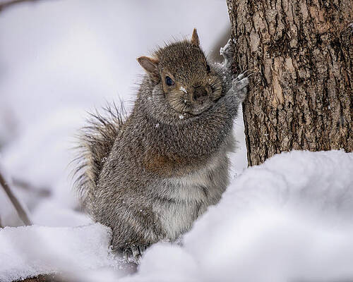 Beautiful Wall Art featuring the photograph Easy Breezy Beautiful Cover Squirrel by James Overesch