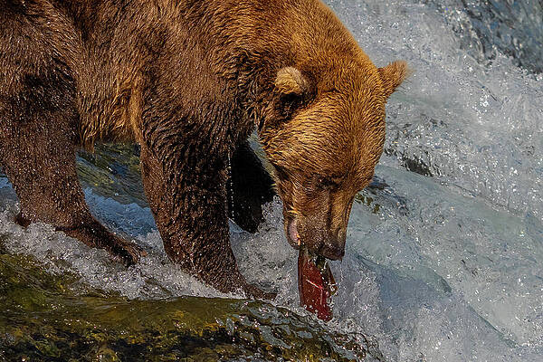 Bear Catching Salmon in River Rapids Wall Art