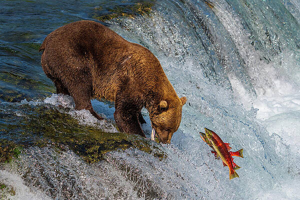 Bear Hunting Salmon in Waterfall Wall Art