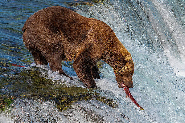 Bear Catching Salmon in River Wall Art