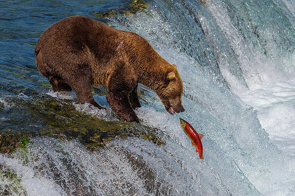 Bear Catching Salmon at Waterfall Wall Art