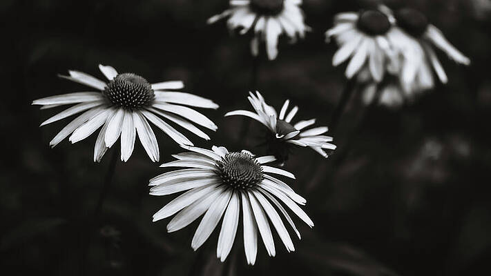 Wall Art featuring the photograph Echinacea - Black And White by Jason Fink