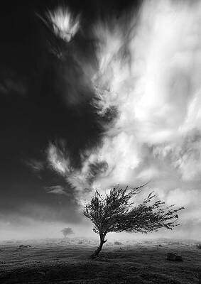 Windswept Tree Under Dramatic Sky Photograph