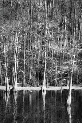 Tree Photograph - Echos Of The Cypress by Dodie Ross