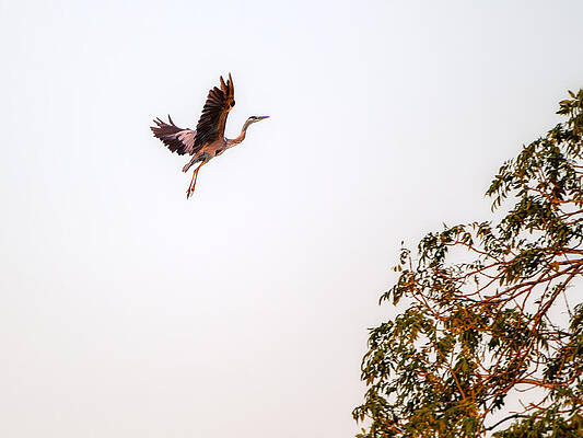 Heron Soaring in Golden Light Photograph
