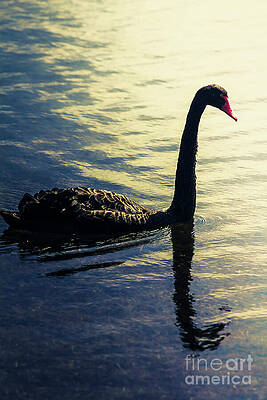 Natural Wall Art featuring the photograph Edge Of The Wild by Jorgo Photography