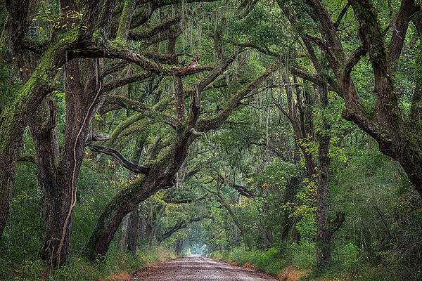 South Carolina Wall Art featuring the photograph Edisto Island Avenue Of Trees One by Douglas Wielfaert